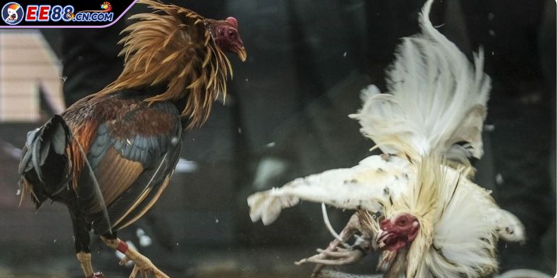 Tận mắt chứng kiến vô số chiến kê "cực phẩm"